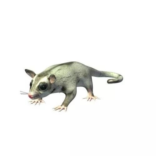 Sugar Glider Animal 3d model Sugar Glider Animal 3d model