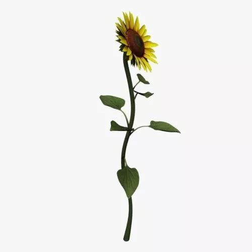 Sunflower Flower 3d model Sunflower Flower 3d model