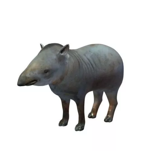 Tapir Animal 3d model Tapir Animal 3d model
