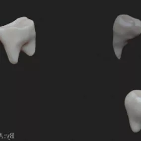 Human Teeth 3d model