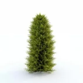 Thuja Plant 3d model