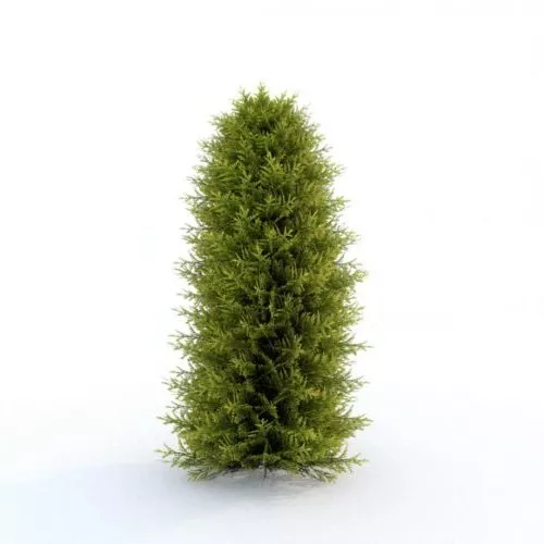 Thuja Plant 3d model Thuja Plant 3d model