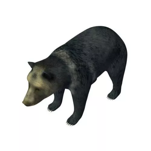 Realistic Panda Bear 3d model