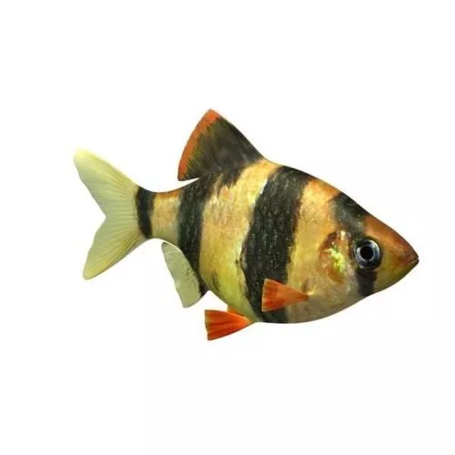 Tiger Barb Fish 3d model Tiger Barb Fish 3d model
