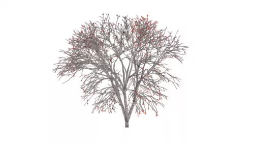 Nature Autumn Tree 3d model Nature Autumn Tree 3d model