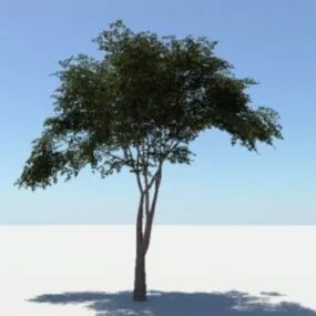 Single Tree 3d model