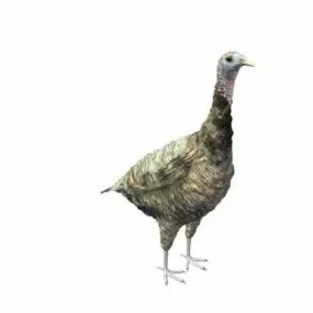 Female Turkey 3d model