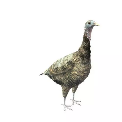Fried Roasted Turkey Food 3d model