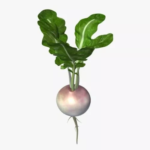 Turnip Plant 3d model Turnip Plant 3d model