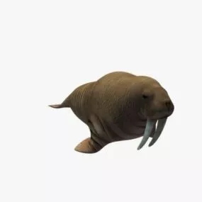Walrus 3d model