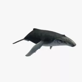 Whale Lowpoly 3d model