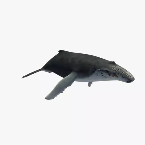 Whale Lowpoly 3d model Whale Lowpoly 3d model