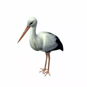 White Stork 3d model