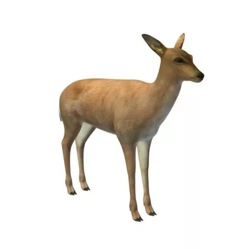 White Tailed Deer Animal 3d model White Tailed Deer Animal 3d model