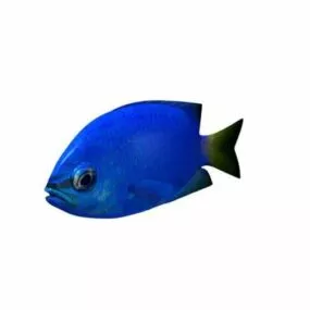 Yellowtai Damselfish Printable 3d model