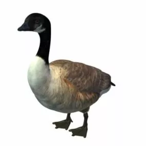 Canada Goose 3d model