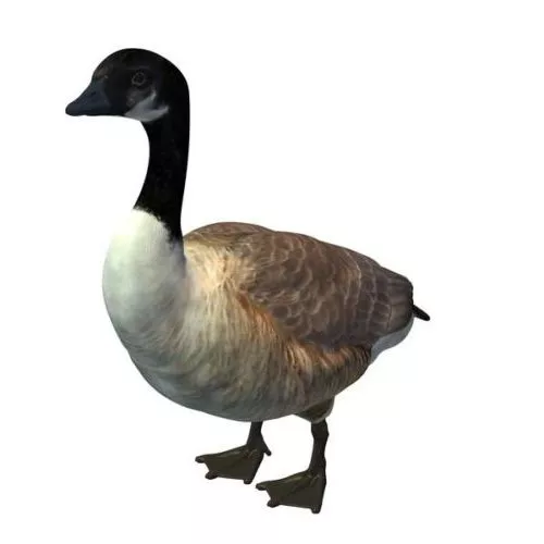 Goose Food 3d model