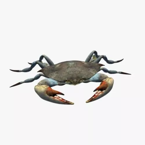 Realistic Sea Crab 3d model