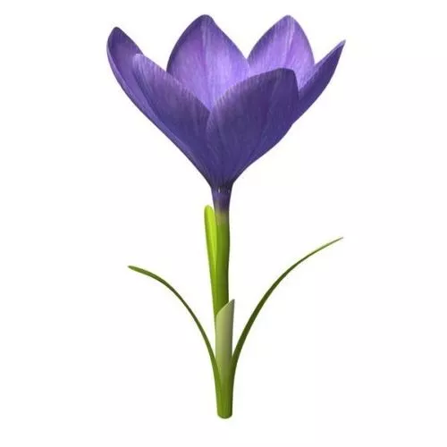 Crocus Flower Plant 3d model Crocus Flower Plant 3d model