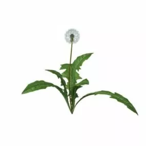 Dandelion Flower Plant 3d model