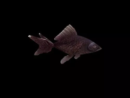 Aquarium Fish V1 3d model Aquarium Fish V1 3d model