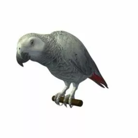 grey parrot bird 3d model