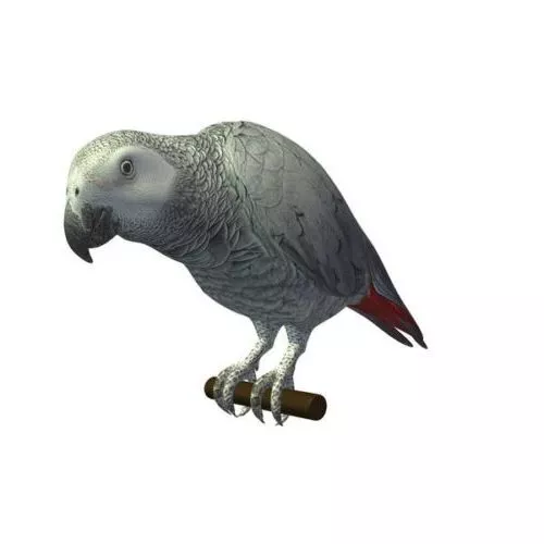 Rainbow Lorikeet V1 3d model