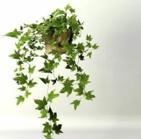 Potted Ivy Plant 3d model