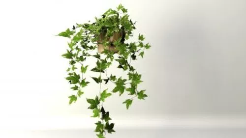 Potted Ivy 3d model Potted Ivy 3d model