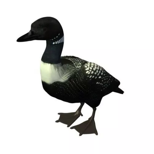 Loon Animal 3d model Loon Animal 3d model