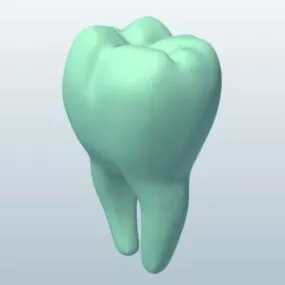 Molar 3d model