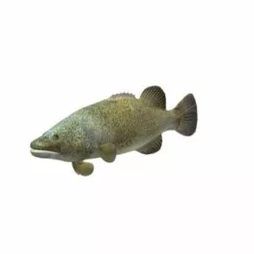 Murray Cod Fish 3d model