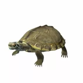 pearl turtle animal 3d model