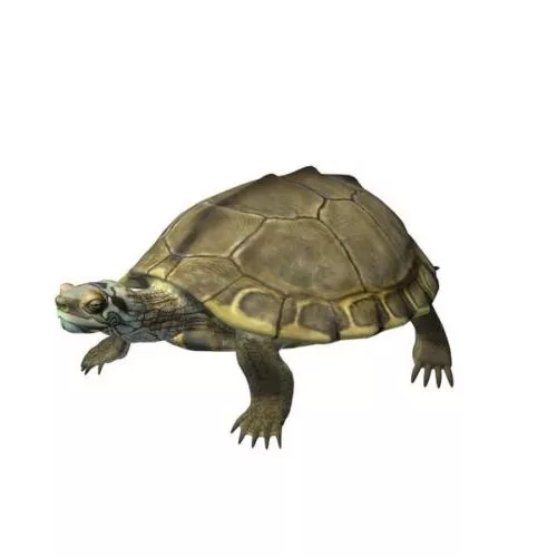pearl turtle animal 3d model pearl turtle animal 3d model