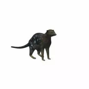 Quoll Animal 3d model