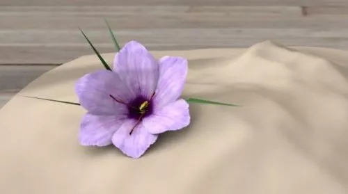 Saffron Flower Free 3d Model - .C4d - Open3dModel