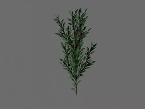 Garden Small Tree 3d model Garden Small Tree 3d model