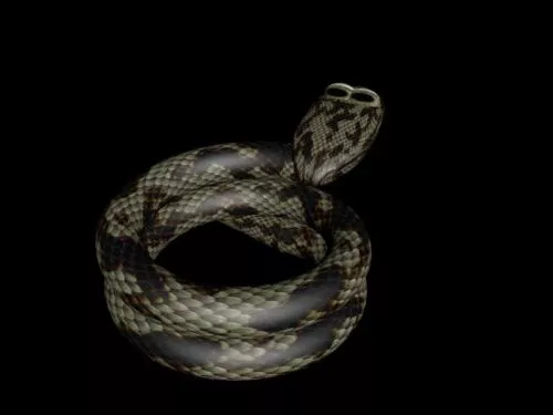 African Snake 3d model African Snake 3d model