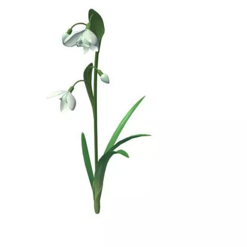 Snowdrop Flower 3d model Snowdrop Flower 3d model