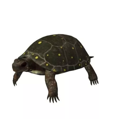 Spot Turtle Animal 3d model Spot Turtle Animal 3d model