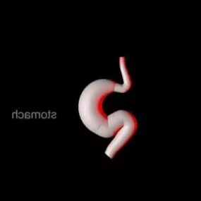 Human Stomach 3d model