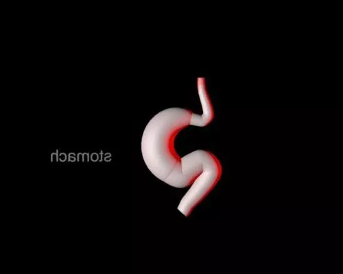 Human Stomach 3d model Human Stomach 3d model