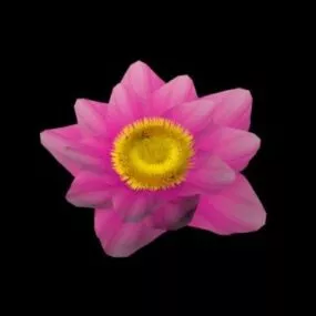 Lily Flower 3d model