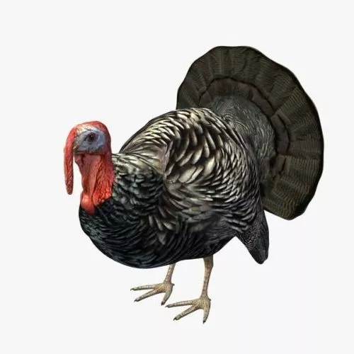 Wild Turkey Animal 3d model Wild Turkey Animal 3d model