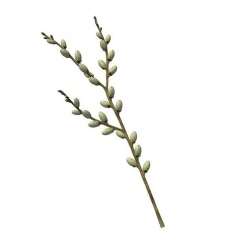 Willow Tree Branch Decoration 3d model Willow Tree Branch Decoration 3d model