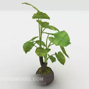 Indoor Ornamental Plant Tree 3d model
