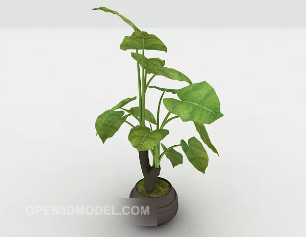 Indoor Ornamental Plant Tree 3d model Indoor Ornamental Plant Tree 3d model