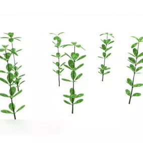 Green Plant Tree 3d model