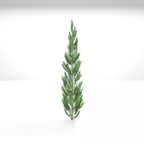 American Pine Plant 3d model