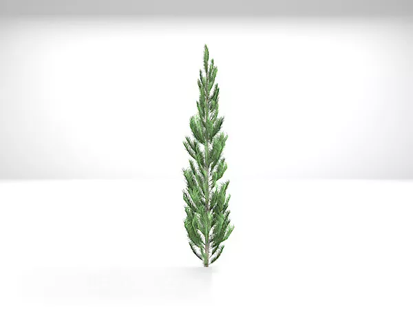 American Pine Plant 3d model American Pine Plant 3d model